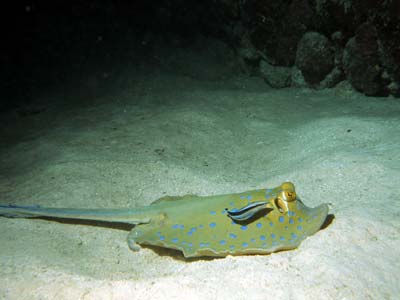 Blaupunkt-Stachelrochen mit Lippfisch